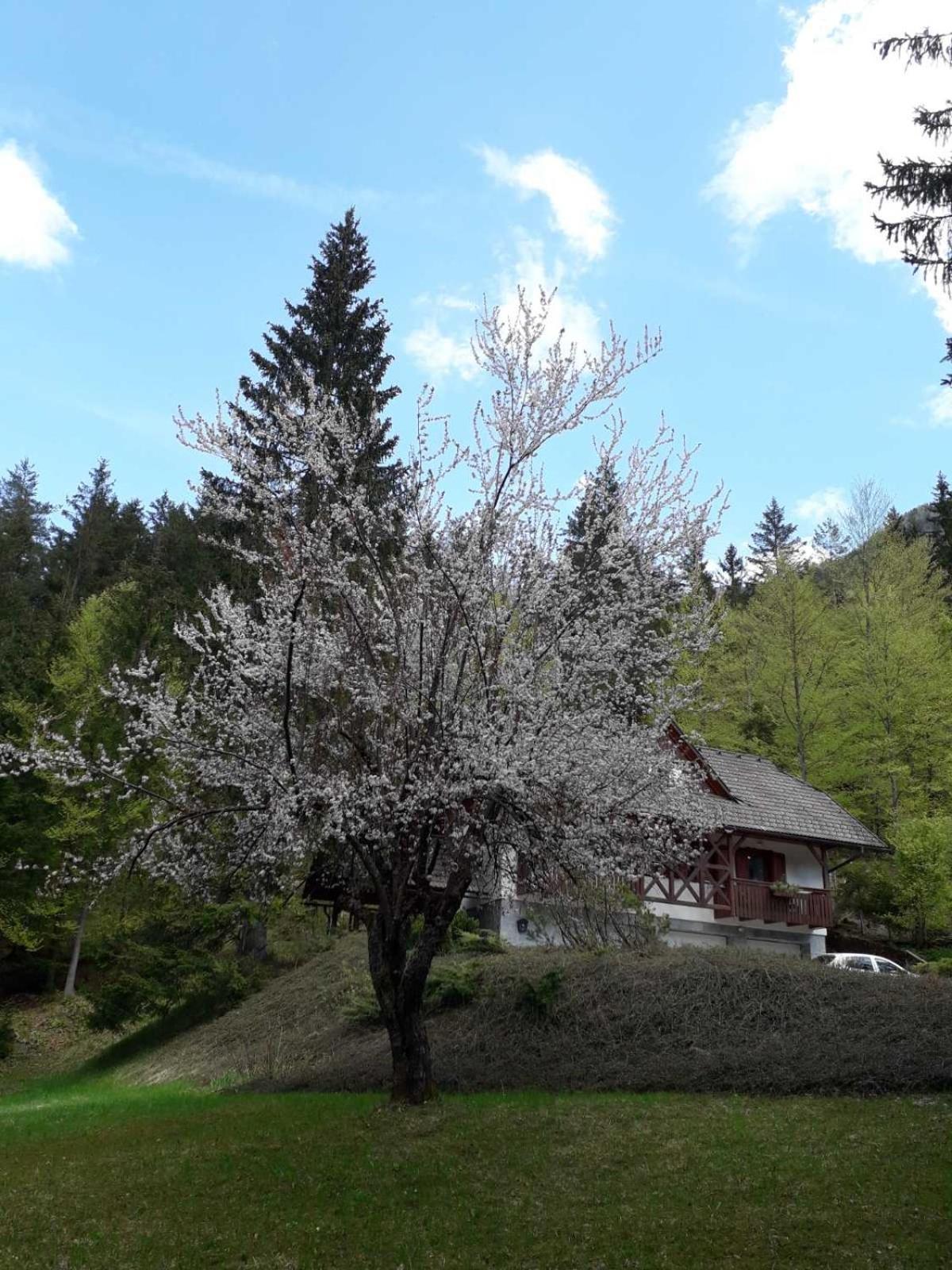 Apartma Gaja Kranjska Gora Exterior foto